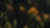 premarital_header.png